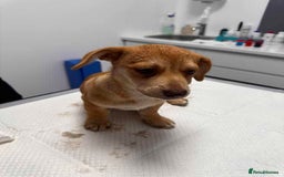 Mixed Breed dogs for adoption: Sunnie - for adoption - IN FOSTER BUCKINGHAMSHIRE - Image 7