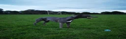 Whippet dogs for stud: KC Whippet for stud - Advert 4