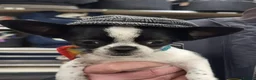 Chihuahua dogs for sale: Beautiful unique chihuahuas  - Advert 4