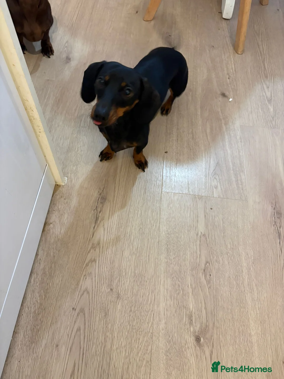 Miniature Dachshund dogs for sale: Miniature Dachshunds for sale - Advert 5