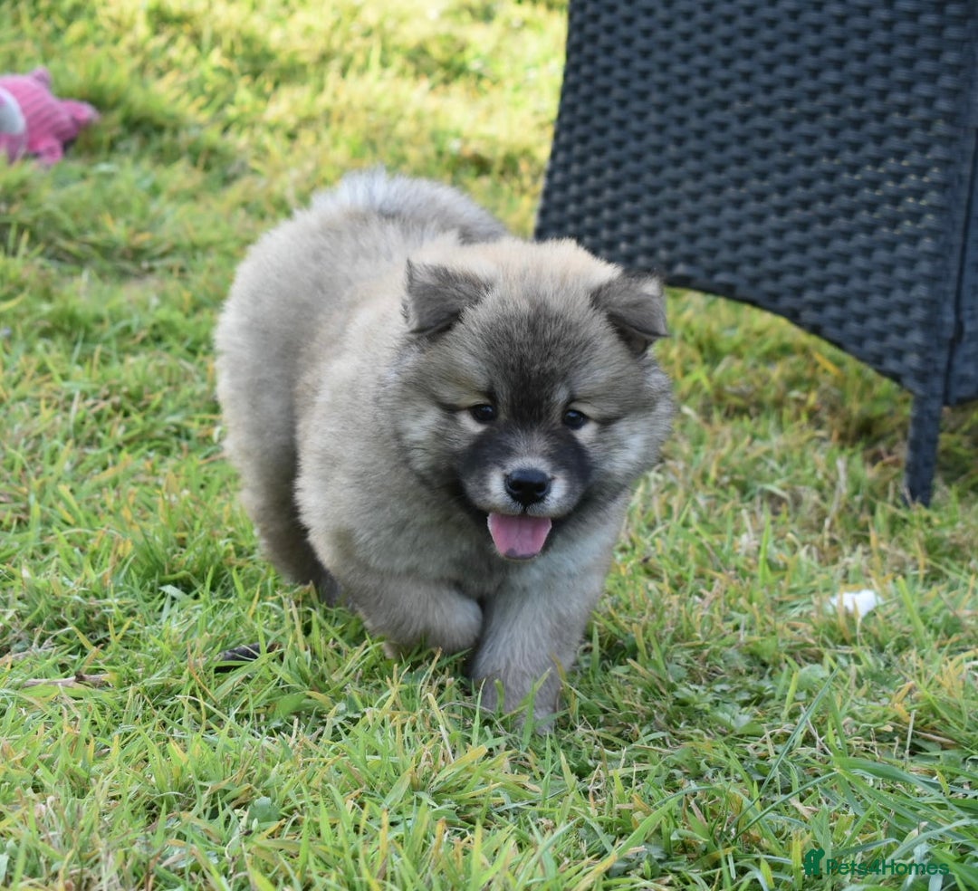 Chow Chow dogs for sale: Genuine Teddy Bear Chowski Puppies - Image 13