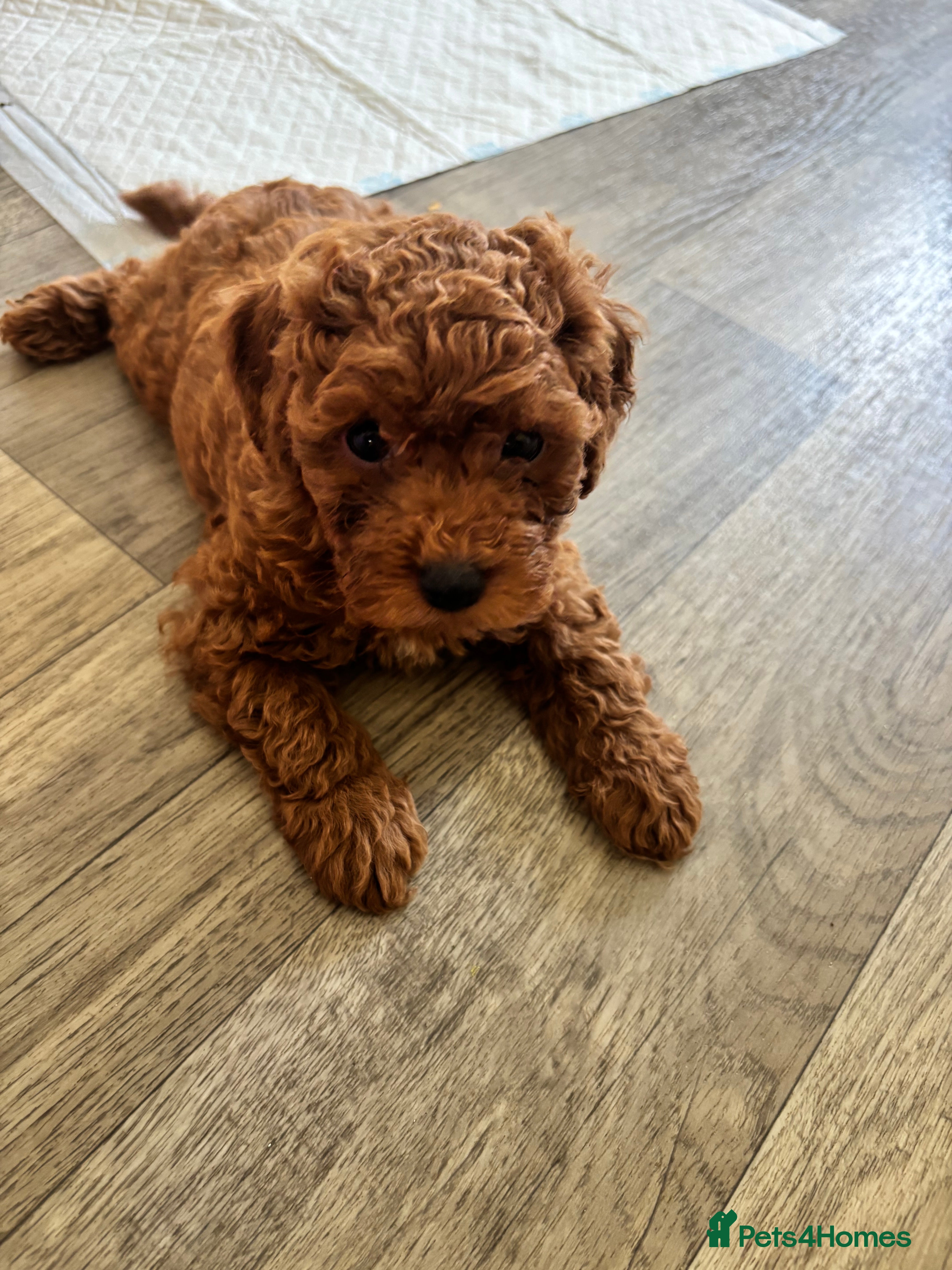 Toy Poodle dogs Asian + Toy poodle red brown  - Advert 3