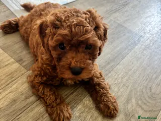Toy Poodle dogs Asian + Toy poodle red brown - Advert 3