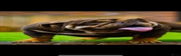 English Bulldog dogs for stud: Chocolate and tan bulldog for stud  - Advert 6