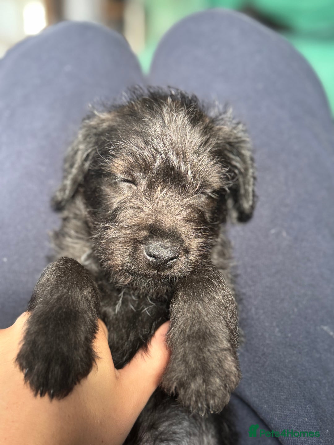 Mixed Breed dogs for sale: Patterdale X Border terrier puppies  - Image 4