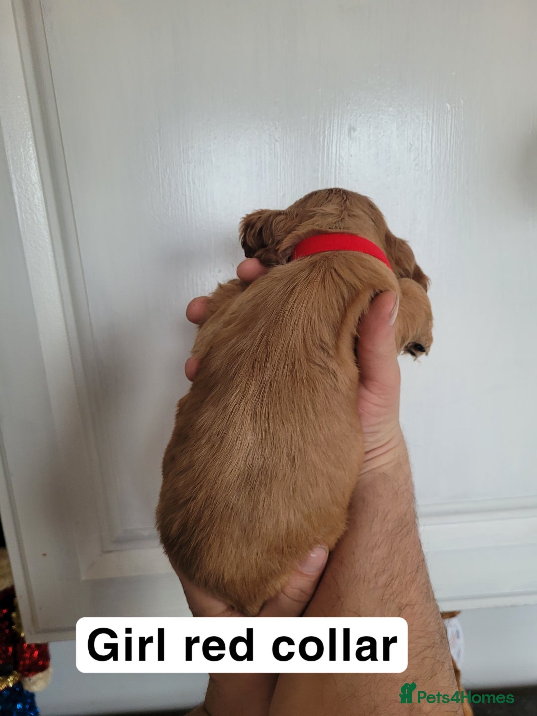 Cocker Spaniel dogs for sale: Showtype cocker spaniels  - Advert 2