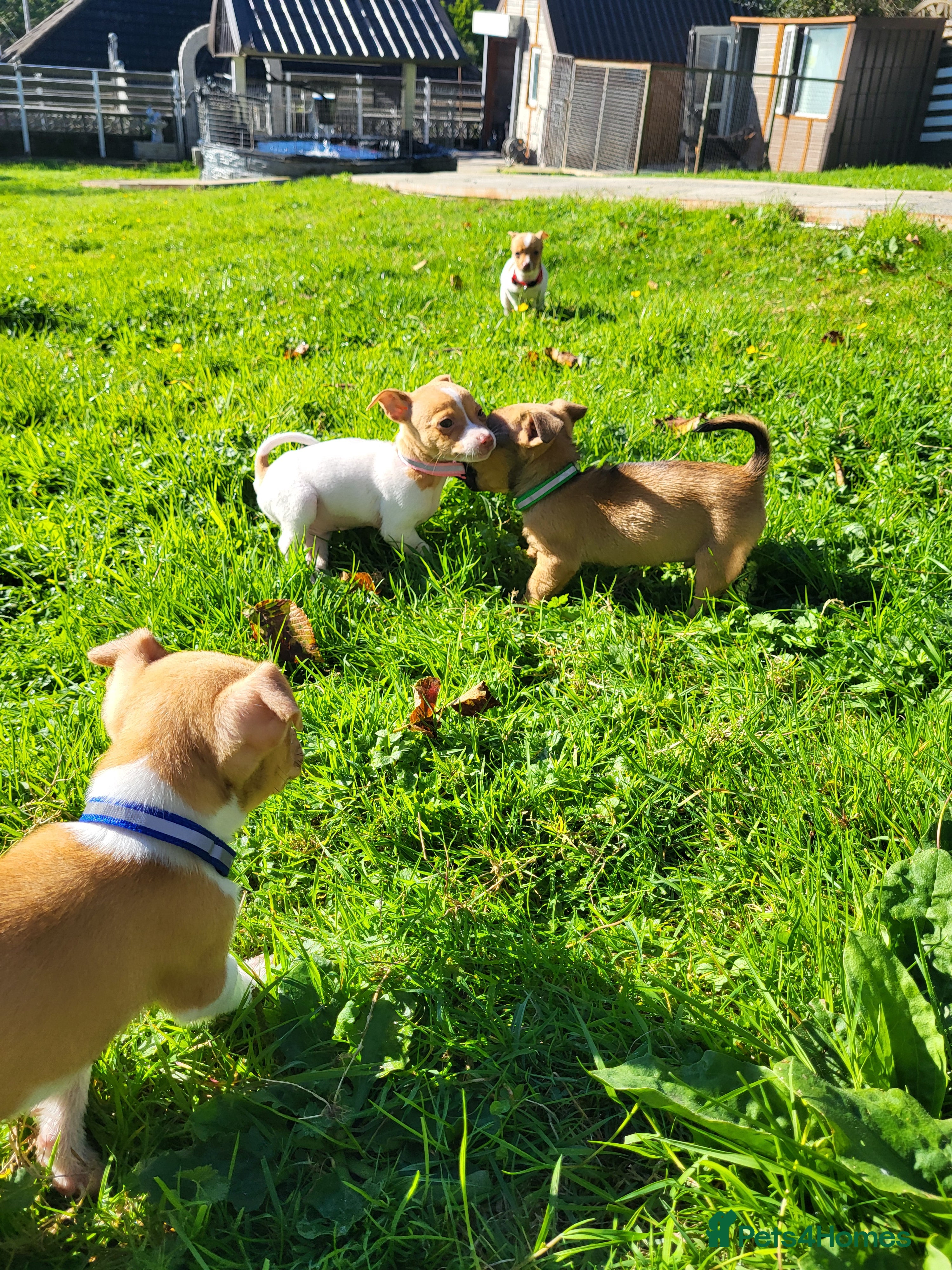 Jack Russell dogs for sale: Beautiful Jack Russell puppies - Advert 10