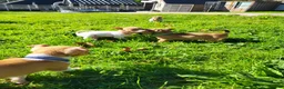 Jack Russell dogs for sale: Beautiful Jack Russell puppies - Advert 1