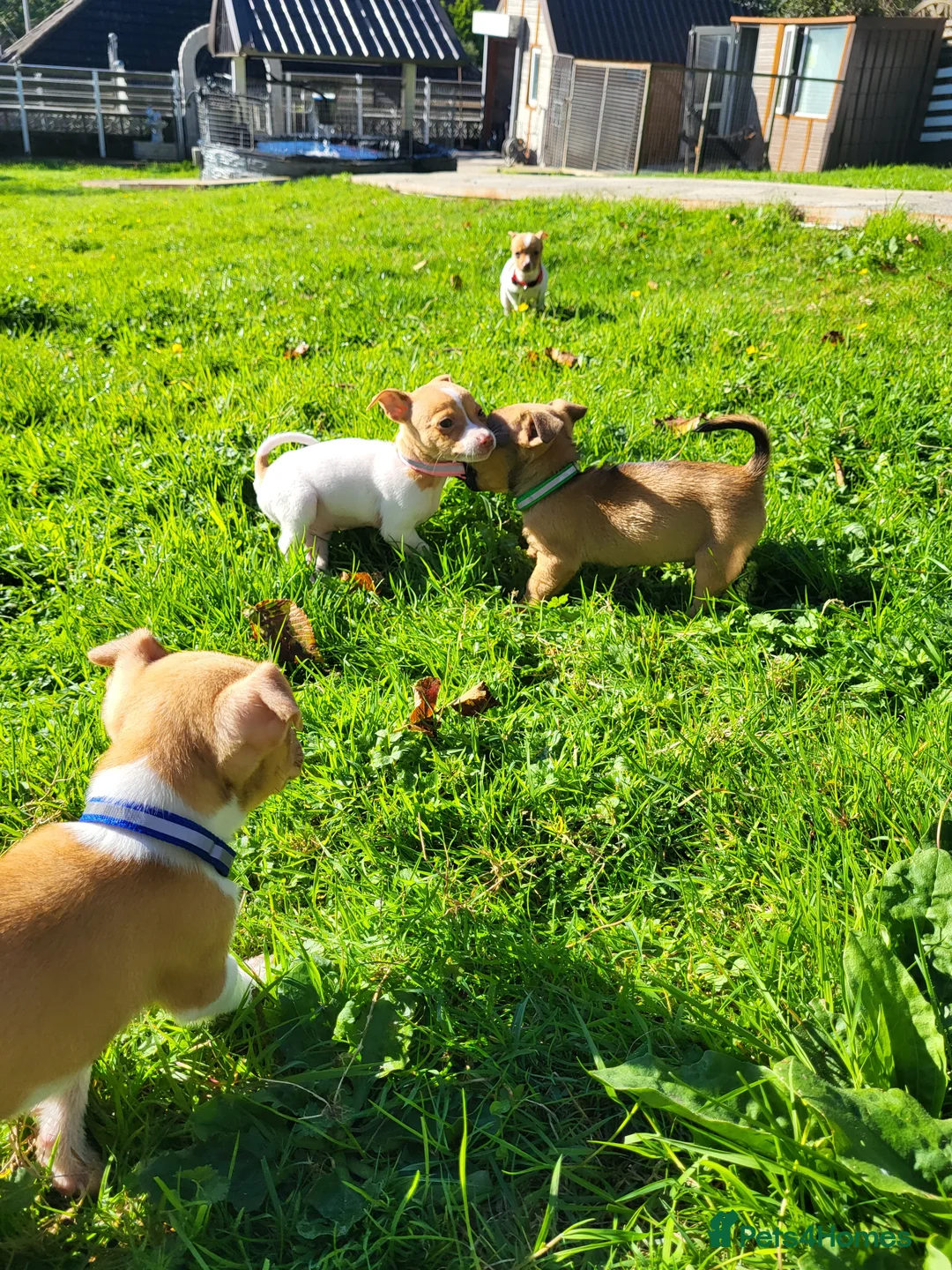 Jack Russell dogs for sale: Beautiful Jack Russell puppies - Advert 1