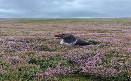 German Wirehaired Pointer dogs for sale: German Wirehaired Pointer Female Pup - Advert 1