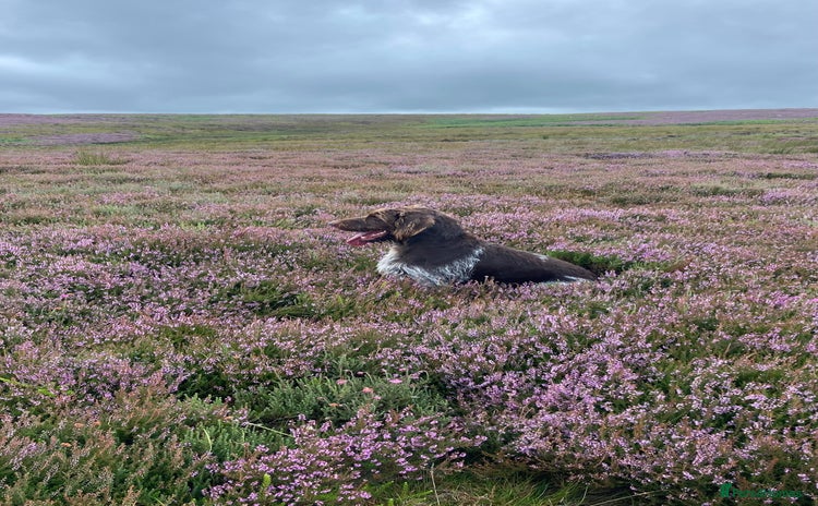 German Wirehaired Pointer dogs German Wirehaired Pointer Female Pup - Advert 1