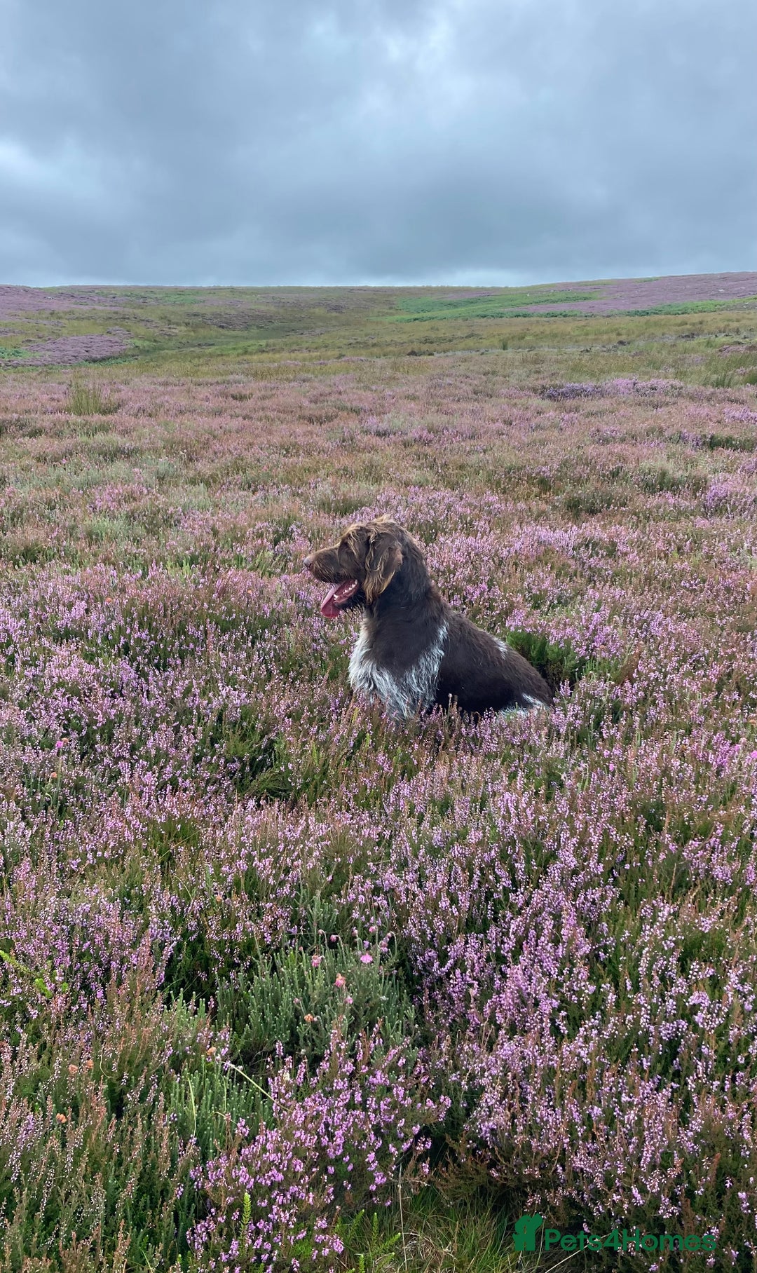 German Wirehaired Pointer dogs for sale: German Wirehaired Pointer Female Pup - Advert 1
