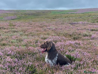 German Wirehaired Pointer dogs for sale: German Wirehaired Pointer Female Pup - Advert 1
