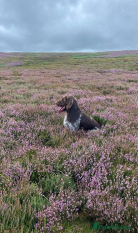 German Wirehaired Pointer dogs German Wirehaired Pointer Female Pup - Advert 1