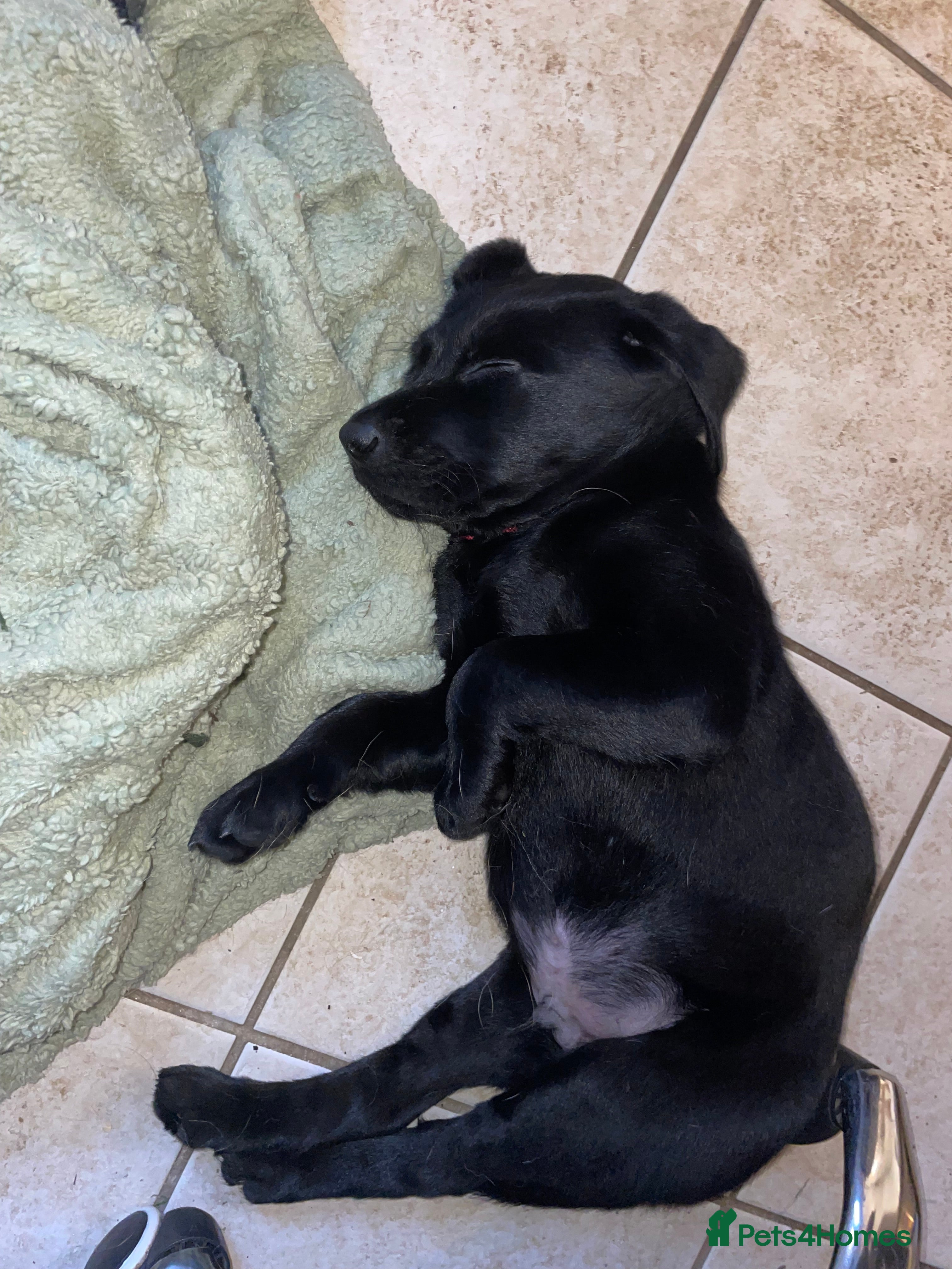 Labrador Retriever dogs Last Puppy Remaining - One black male - Advert 4
