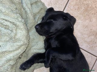 Labrador Retriever dogs Last Puppy Remaining - One black male - Advert 2