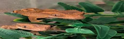 Gecko reptiles for sale: Crested Geckos  in Saint Leonards-on-sea - Advert 4