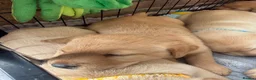 Labrador Retriever dogs for sale: Labrador puppies for sale 3 females left  - Advert 2