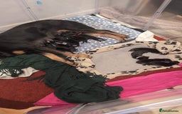 Mixed Breed dogs for sale: Rottweiler puppies - Image 3
