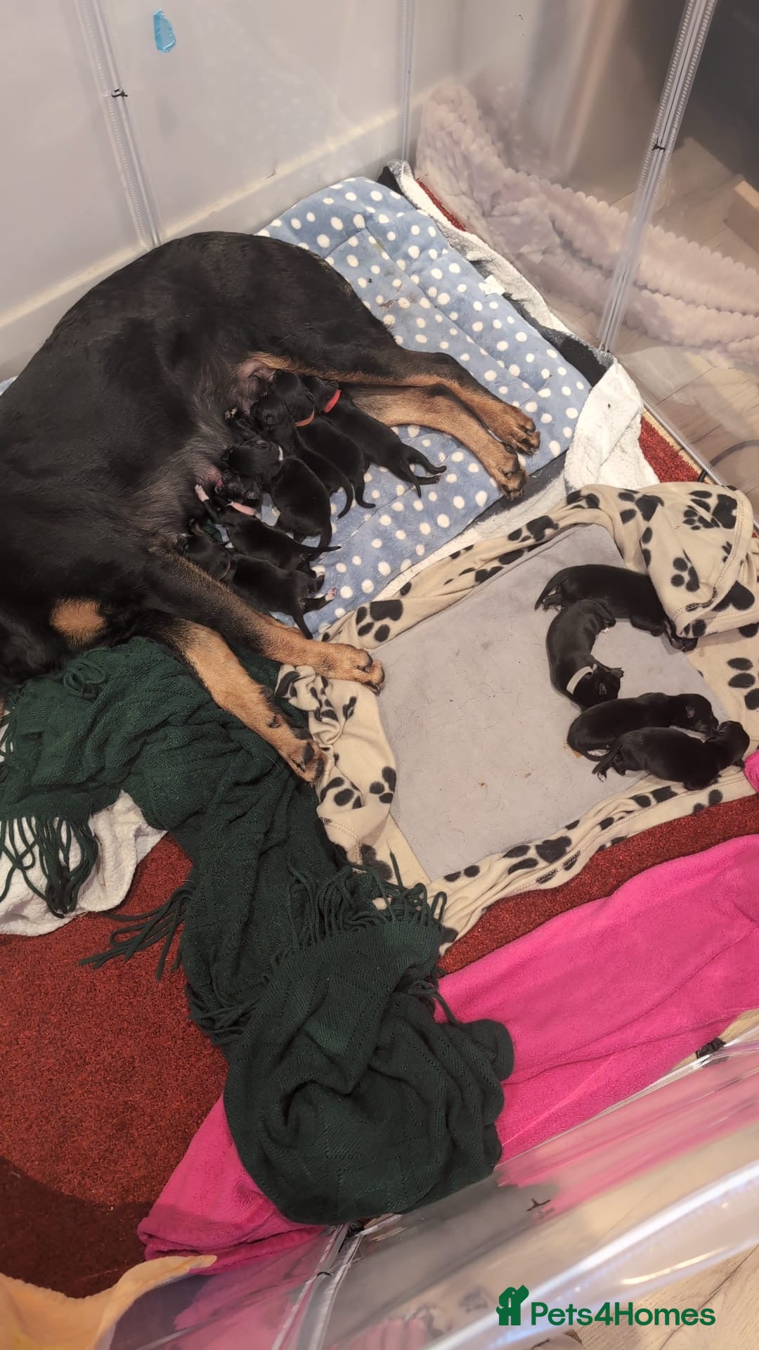 Mixed Breed dogs for sale: Rottweiler puppies - Image 3