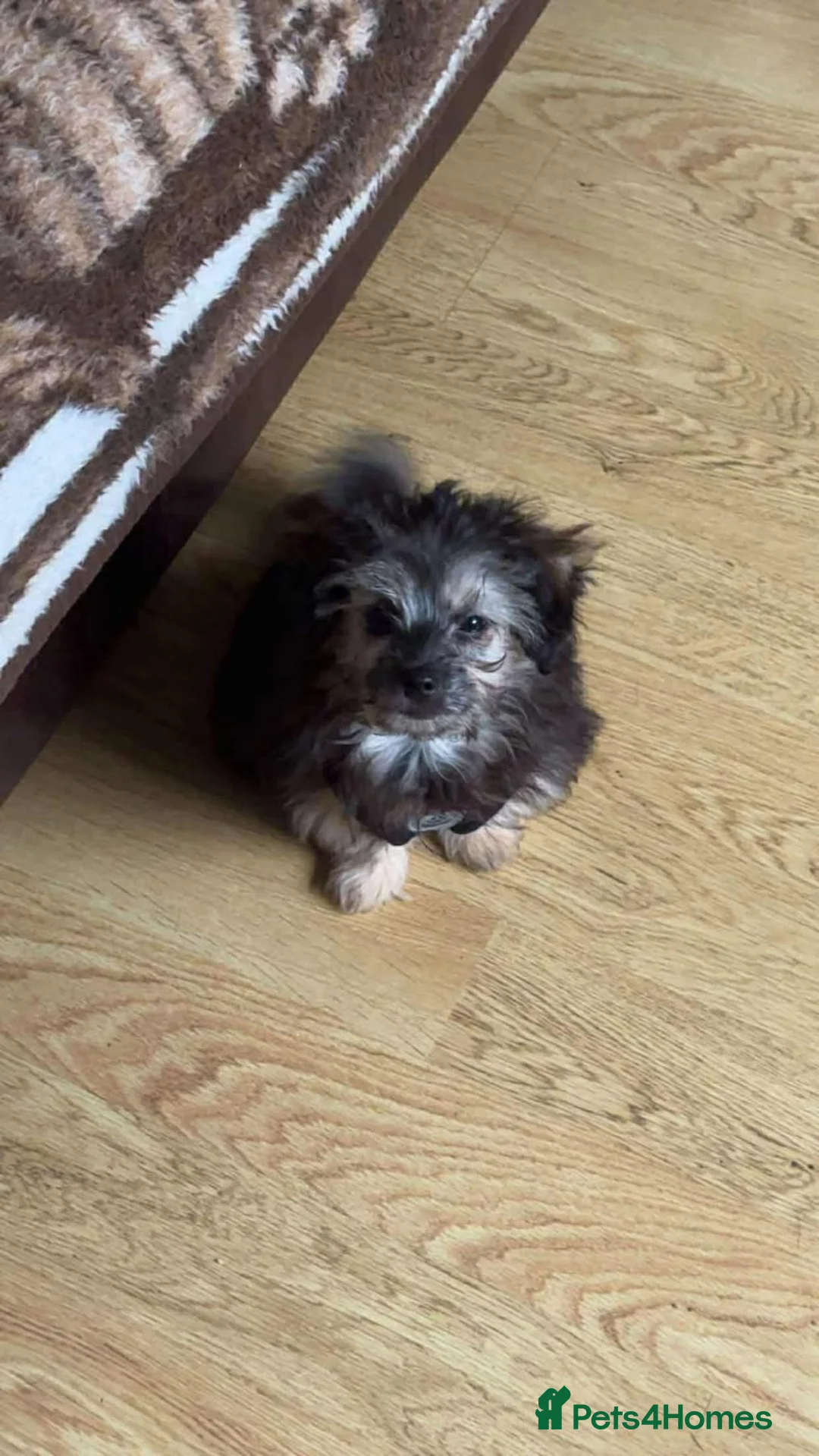 Mixed Breed dogs for adoption: Chopper - Hingham Norfolk  - Advert 3