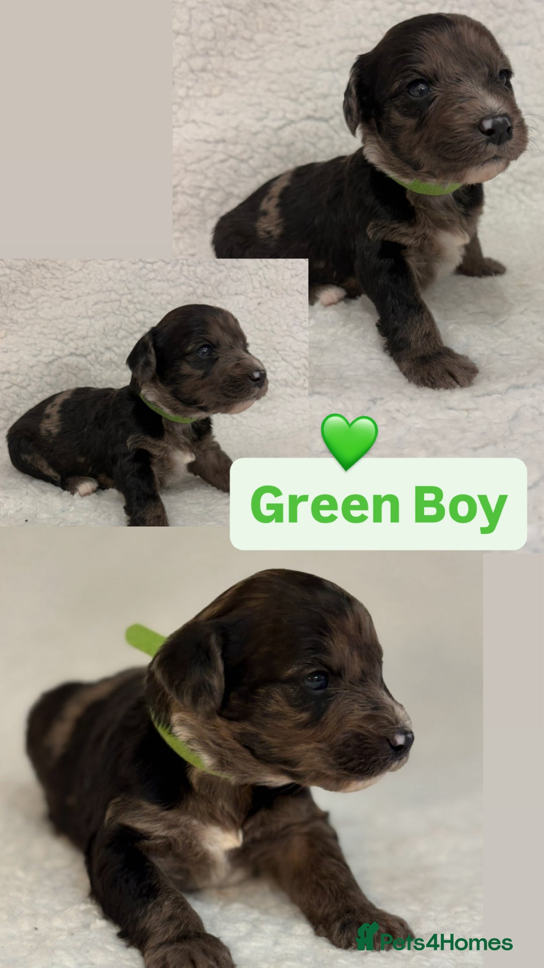 Mixed Breed dogs for sale: Mixed Poodle puppies for sale! - Advert 2