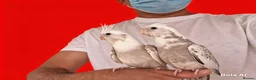 Cockatiels birds for sale: Super silly hand tamed baby cockatiels for sale  - Advert 4