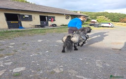 Shetland pony horses for sale: Beautiful 7,2h Mini shetland Gelding  - Image 9