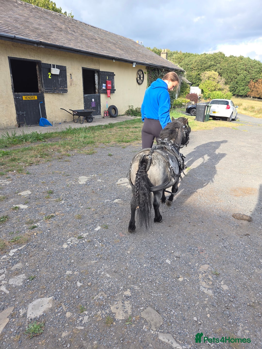 Shetland pony horses for sale: Beautiful 7,2h Mini shetland Gelding  - Image 9