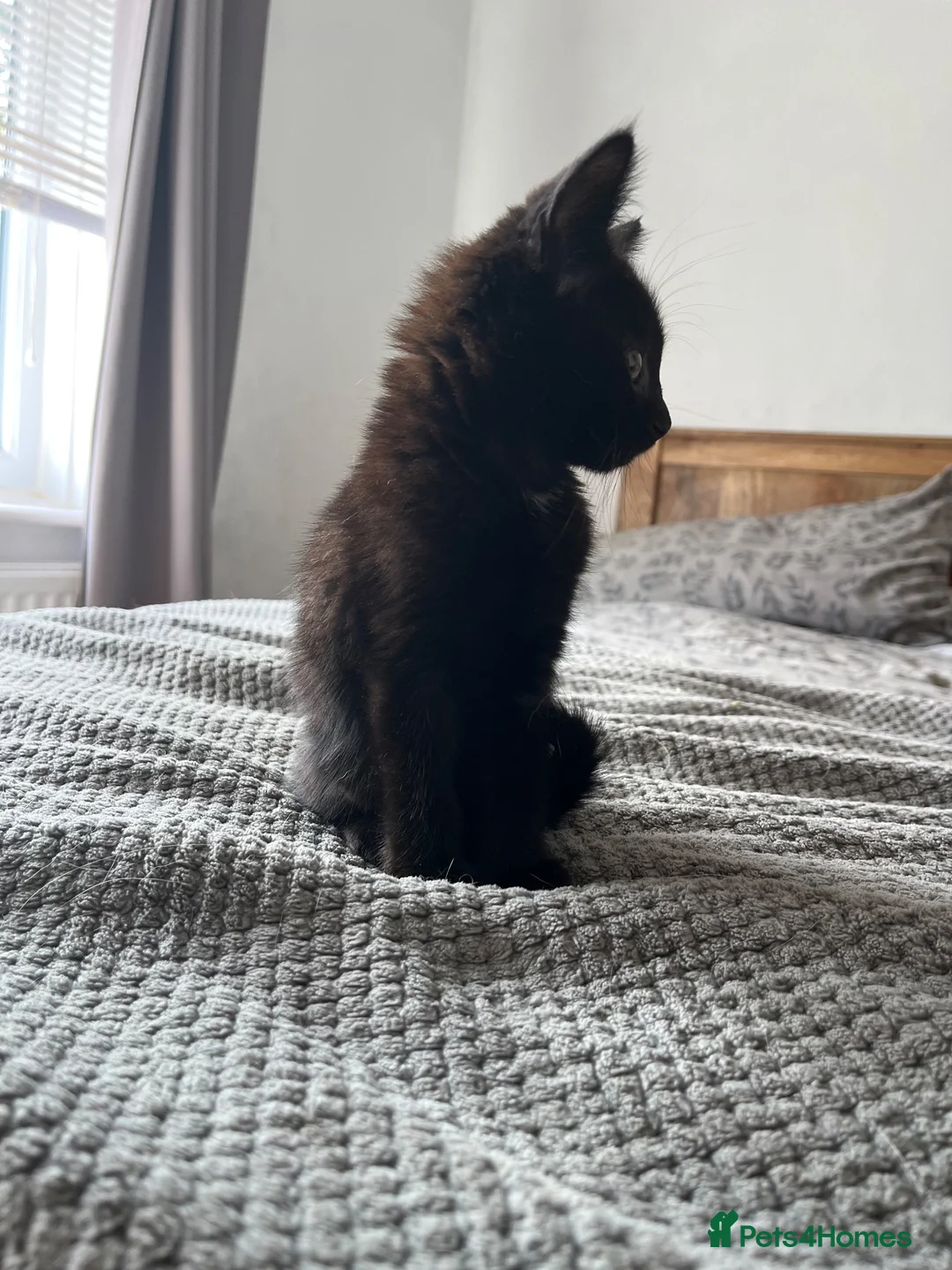 Mixed Breed cats for sale: 3 kittens for sale ready for new home  - Advert 2