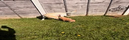 Labradoodle dogs for sale: Red/light apricot Labradoodles for sale  - Advert 8