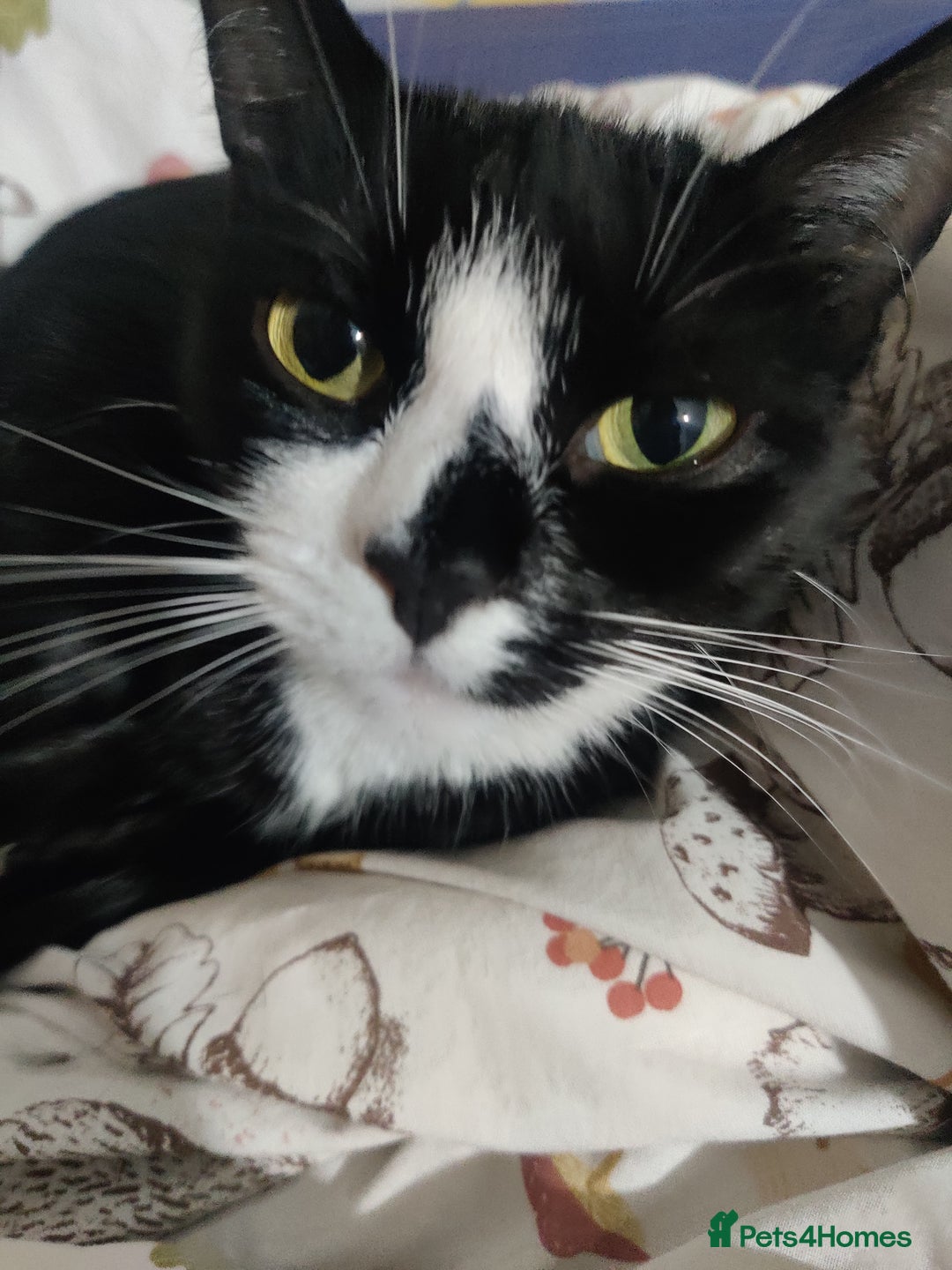 Domestic Shorthair cats for sale: Ginger, black+white kittens 5 months old for sale - Image 10