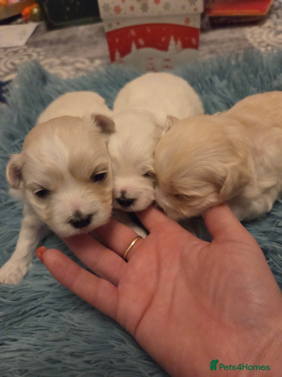 Bichon Frise dogs for sale: Cute little puppies 🩷🩷🩷 - Advert 6