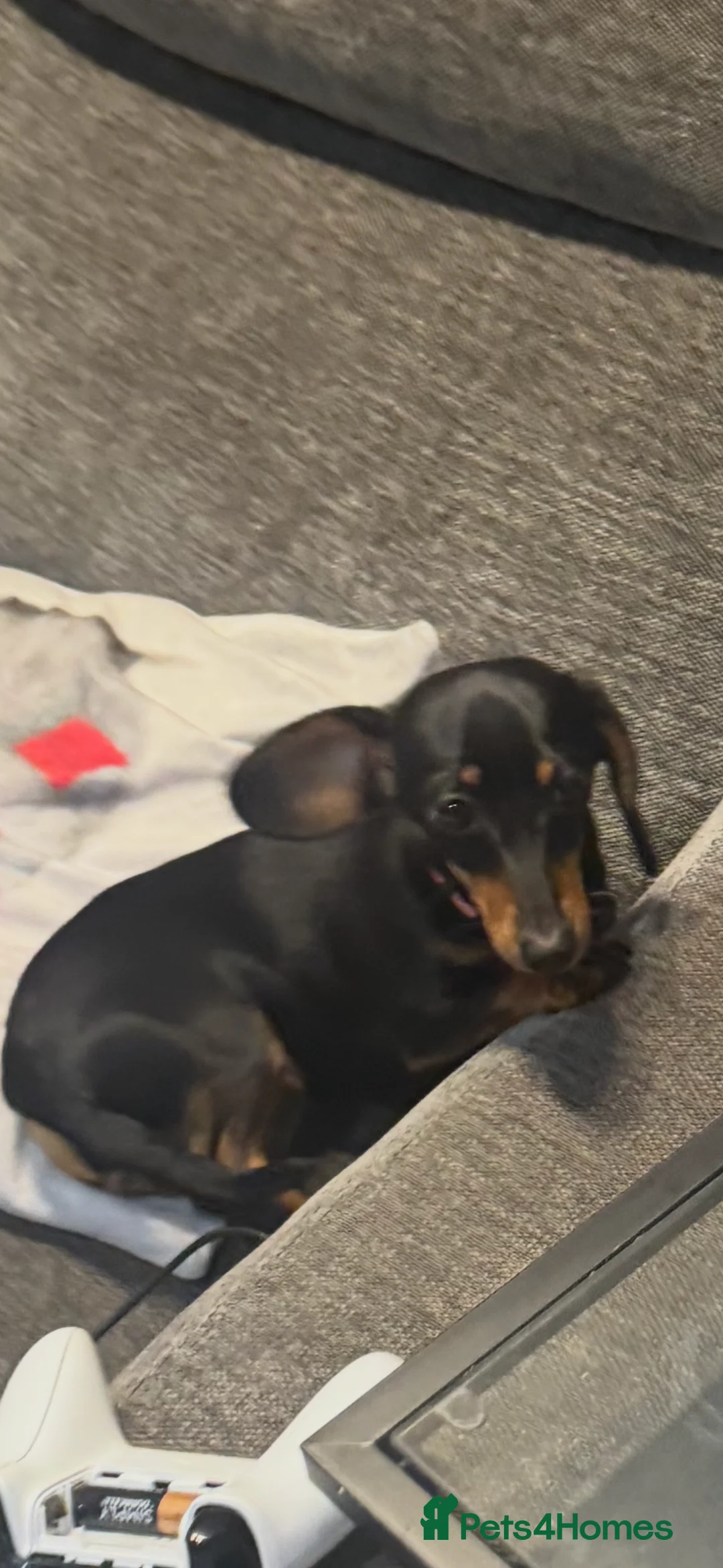 Miniature Dachshund dogs for sale: Miniature dachshund - Advert 1