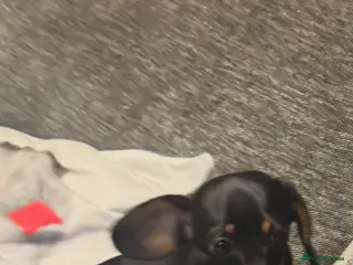 Miniature Dachshund dogs Miniature dachshund - Advert 11