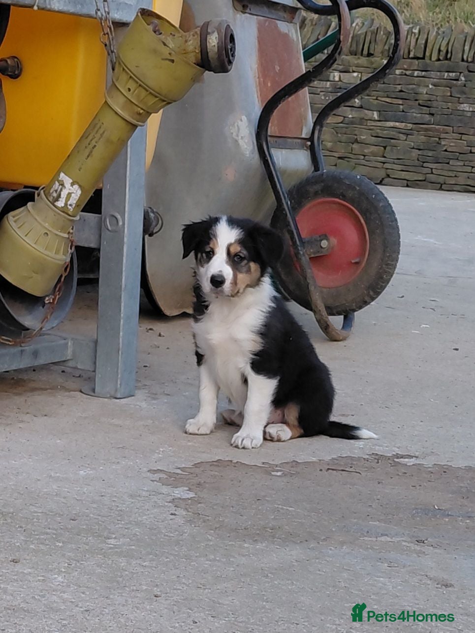 Border Collie dogs Quality farm reared border collies  - Advert 2