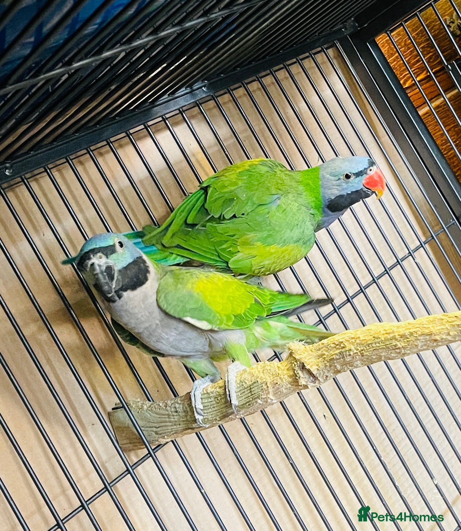 Parakeets birds Lord Derbyan Parrot for sale.👍QUICK SALE 👍 - Advert 7