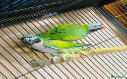 Parakeets birds for sale: Lord Derbyan Parrot for sale.👍QUICK SALE 👍 - Advert 1
