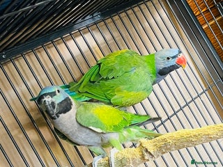 Parakeets birds - Advert 6