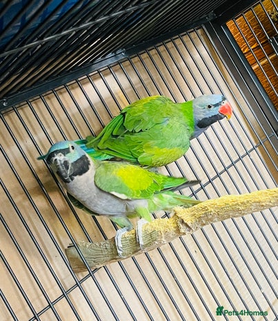 Parakeets birds - Advert 3