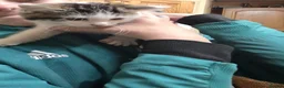 Mixed Breed cats for sale: Kittens for sale in Wednesbury - Advert 4