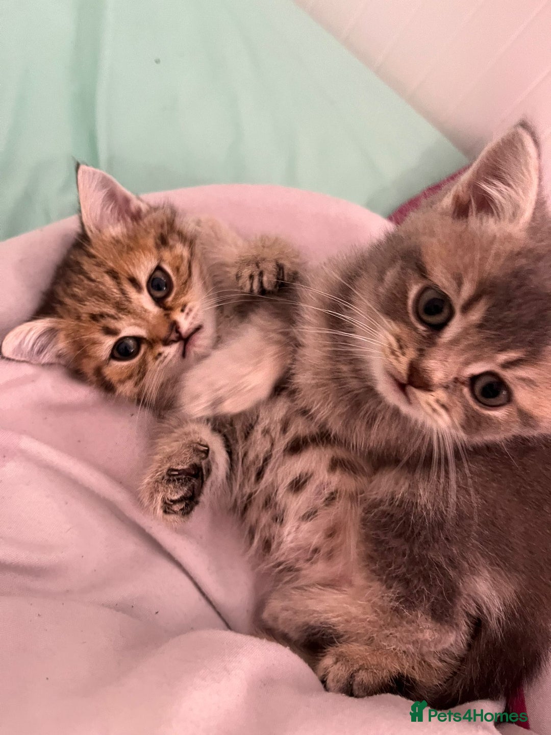 British Shorthair cats for sale: British shorthair  - Advert 3