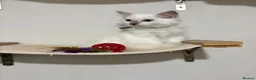 Ragdoll cats for sale: Ragdoll ready now 1 female and 1 male - Advert 3
