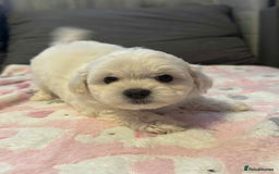 Maltese dogs for sale: Maltese puppies - Image 15