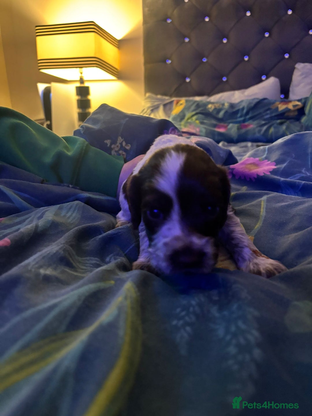 Cocker Spaniel dogs for sale: 7 little beauties show cockers - Advert 7