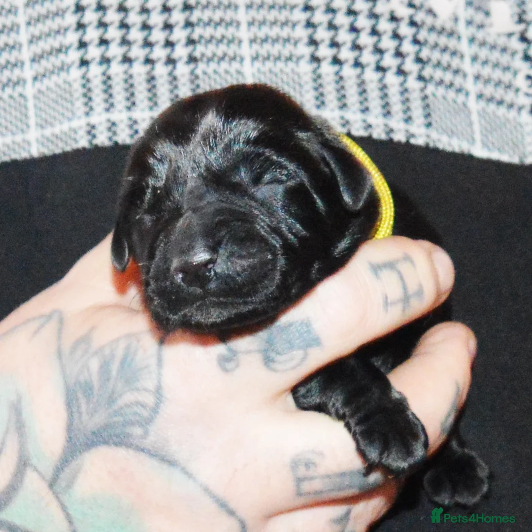 Labrador Retriever dogs for sale: FULLY HEALTH TESTED KC STUNNING CHUNKY LABRADORS  - Advert 14