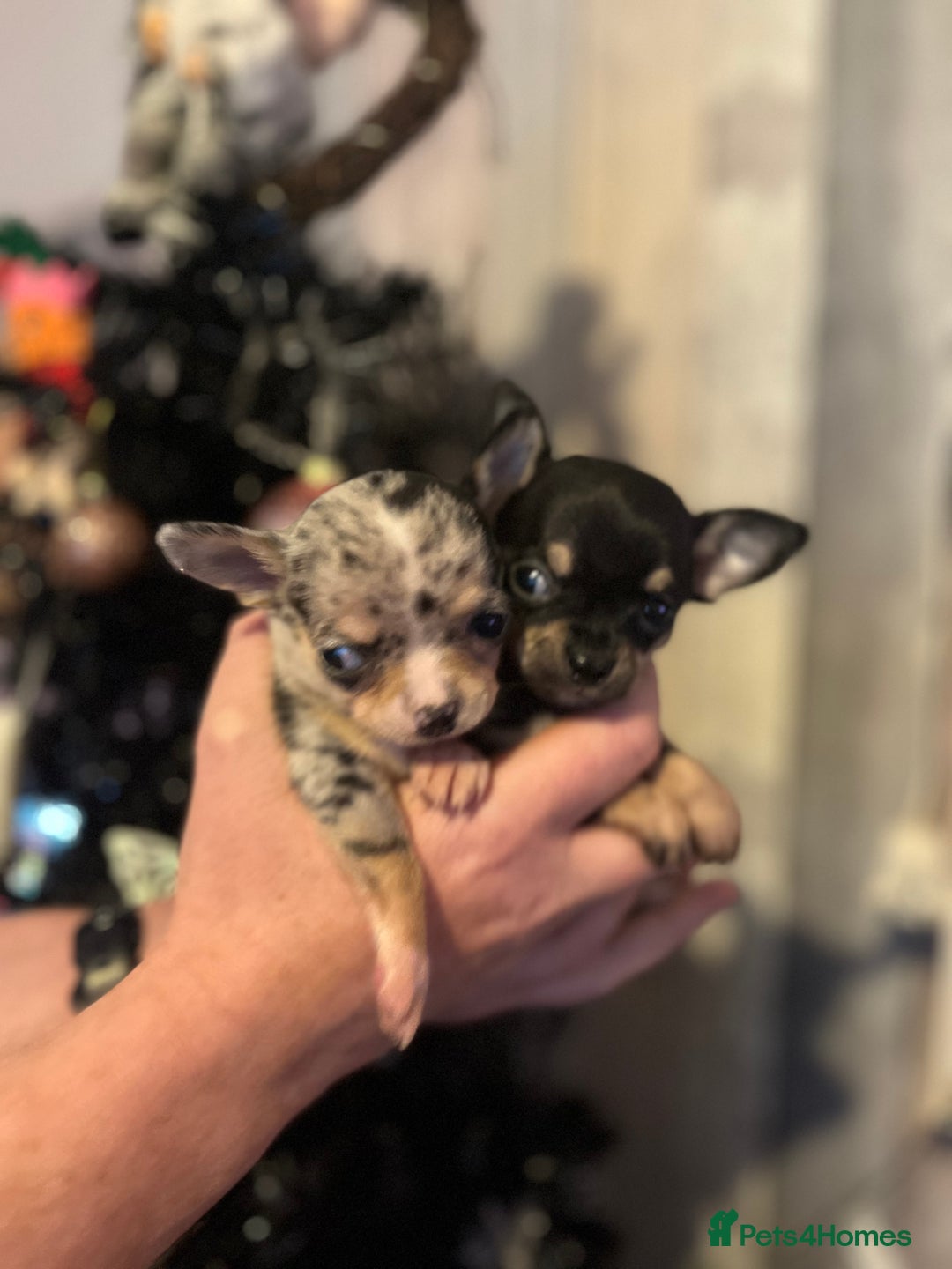 Chihuahua dogs for sale: Chihuahua puppys - Advert 9