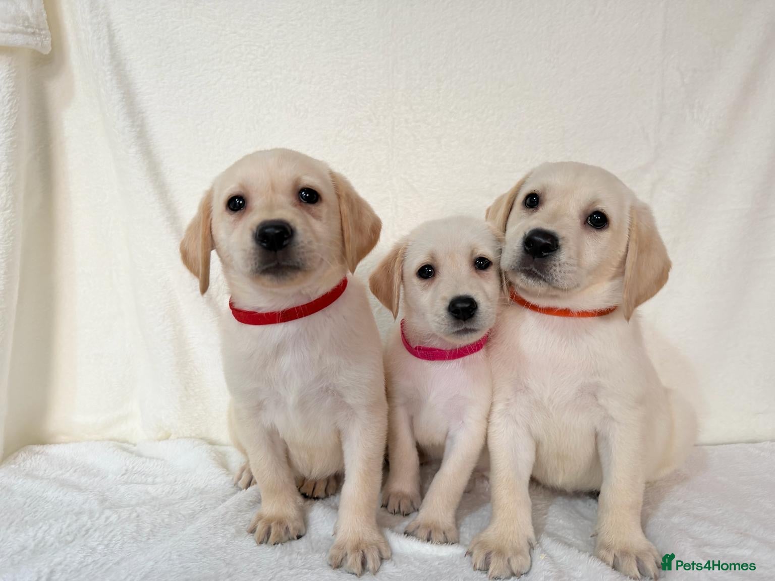 Labrador Retriever dogs 3 adorable Labrador retriever puppies  - Advert 7
