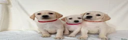 Labrador Retriever dogs for sale: 6 adorable Labrador retriever puppies  in Maldon - Advert 3