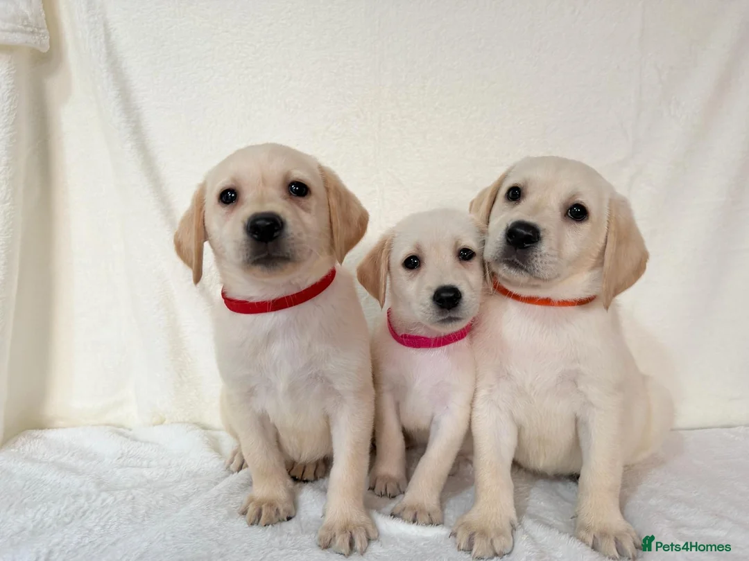 Labrador Retriever dogs for sale: 3 adorable Labrador retriever puppies  - Advert 2